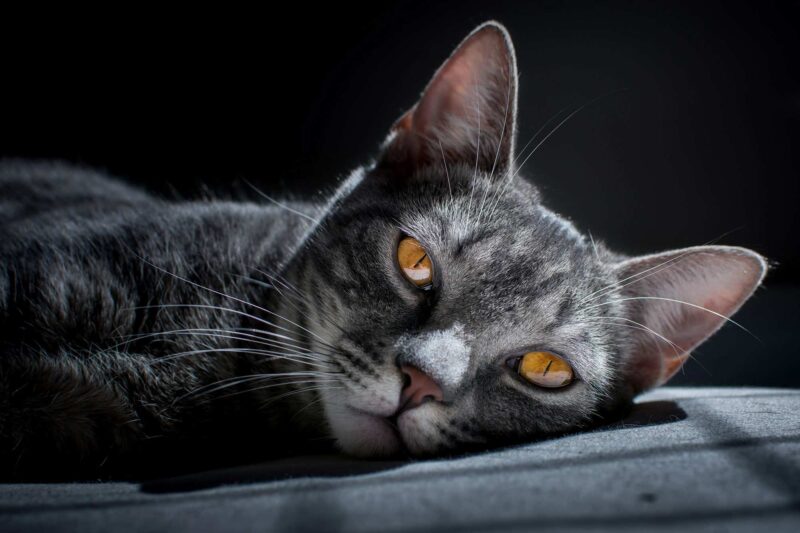cat